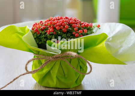 Petite Fleur d'ornement avec table en bois rouge sur beeds. Nertera granadensis. Coral bead plante. Coussin Pin-usine. Mousse de corail. Larmes de bébé. Banque D'Images