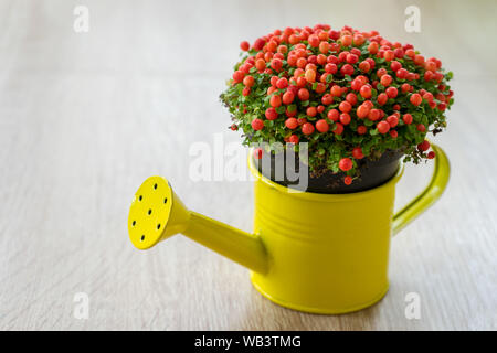 Petite Fleur d'ornement rouge à jaune dans un beeds arrosoir. Nertera granadensis. Coral bead plante. Coussin Pin-usine. Mousse de corail. Larmes de bébé. Banque D'Images