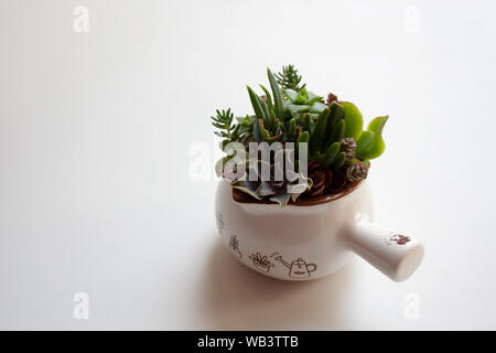 Les petites plantes succulentes dans la composition de l'eau en céramique peuvent isolé sur fond blanc avec un copy space Banque D'Images