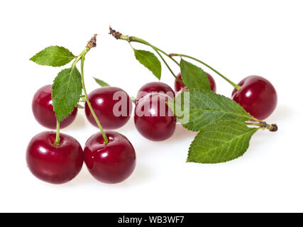 Cerises avec feuilles isolées sur fond blanc Banque D'Images