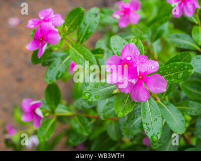 Beau rêve de Fée Rose magique fleurs violettes sur fond flou décolorées, soft focus sélectif, copyspace pour le texte Banque D'Images