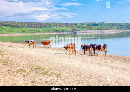 Troupeau de vaches marcher au bord de la rivière Banque D'Images