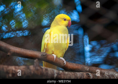 Perroquet jaune mignon debout sur la branche Banque D'Images