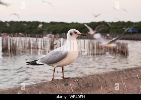 Mouette debout sur un pont en béton à Bang Poo Retraite Loisirs , les oiseaux migrateurs en hiver, beaucoup de vol de mouettes, Thaïlande Banque D'Images