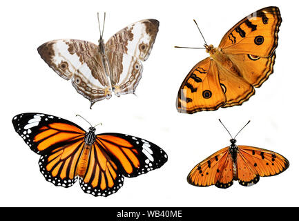 Tawny Coster, tigre commun, Peacock Pansy et marbré site papillon, papillons colorés isolé sur fond blanc Banque D'Images