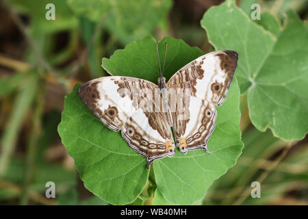 Résumé Motif brun et blanc sur les ailes d'insectes tropicaux , Carte marbré papillon sur feuille verte , Cyrestis cocles Banque D'Images