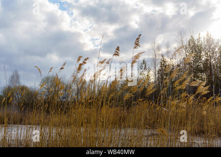 Jauni de l'an dernier maquis de Reed sur la rive d'un lac séché sur un jour nuageux Banque D'Images