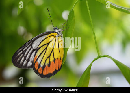 Peint la Jézabel, Delias hyparete , jaune avec des rayures de couleur orange et noir sur l'aile blanche, Papillon sur feuille verte avec un fond vert naturel Banque D'Images