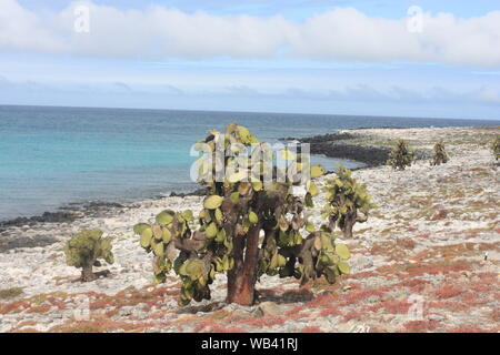 Îles Galápagos et sa faune et nature, en Equateur Banque D'Images