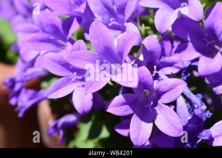 Macro photo de fleurs Campanula violet dans un jardin Banque D'Images