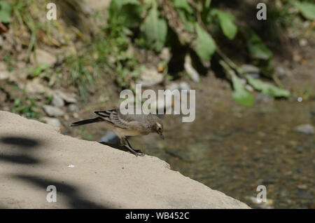 Les juvéniles de Bergeronnette Motacilla cinerea ou le pipit spioncelle Anthus spinoletta dans un petit ruisseau dans le Nurataou montagnes, l'Ouzbékistan Central Banque D'Images