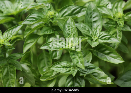 Légumes verts Les plantes de basilic faire un bon fond d'alimentation naturelle Banque D'Images