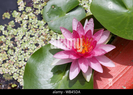 Purple lotus. Au milieu de fleurs jaunes. Banque D'Images