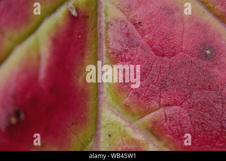 La couleur du phytolaque (pokeweed), Phytolacca decandra macro Banque D'Images