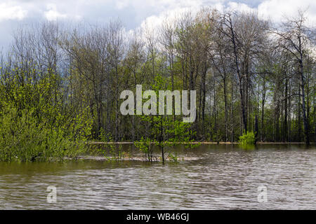 Paysage - forêt printemps inondé lors de l'eau élevé Banque D'Images