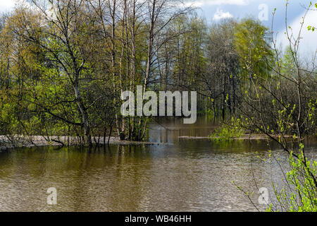 Paysage - forêt printemps inondé lors de l'eau élevé Banque D'Images