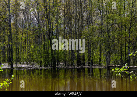 Paysage - forêt printemps inondé lors de l'eau élevé Banque D'Images