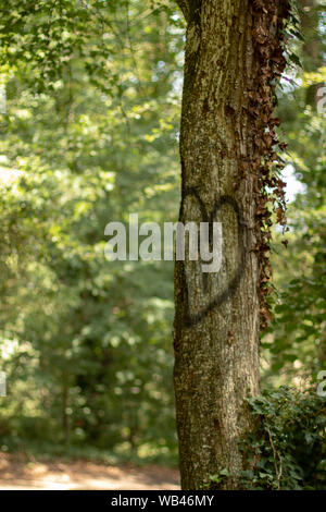 Coeur peint sur l'arbre en forêt en chemin Banque D'Images