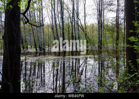 Paysage - forêt printemps inondé lors de l'eau élevé Banque D'Images