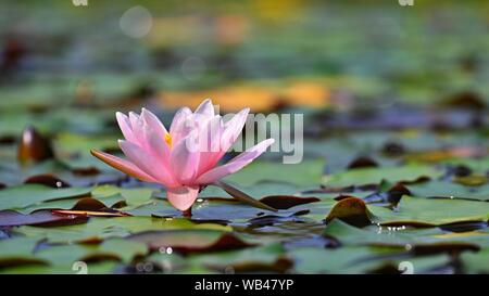 Belle floraison rose Water Lily - lotus dans un jardin sur un petit lac. Réflexions sur la surface de l'eau. Banque D'Images