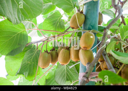 Kiwi fruits sur les branches à la saison estivale sur la lumière du jour. Low angle view. Banque D'Images