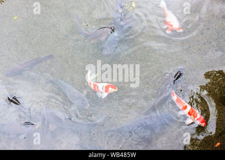 Carpes Koi dans jardin Suizenji, Suizenji Jojuen est une spacieuse, de style japonais jardin paysage à Kumamoto. Banque D'Images