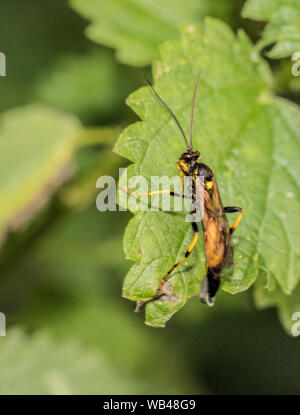 Mouche Ichneumon stramentor, wasp beetle, assis sur une feuille d'ortie près de Woodland en début de soirée, Août 2019 Banque D'Images