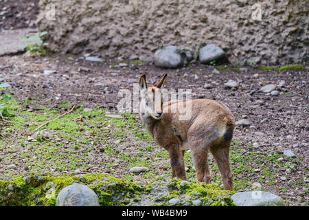 Portrait Of Baby Chamois sur terre Banque D'Images