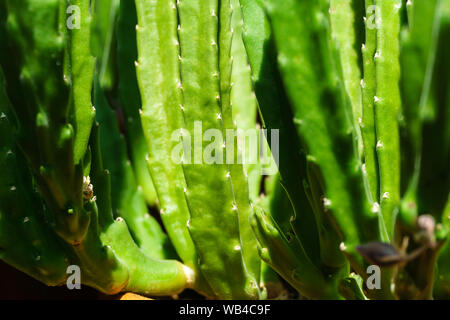 Contexte - plantes naturelles vert tiges juteuses de succulentes Stapelia grandiflora ou gettleffii Banque D'Images