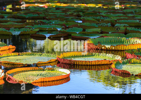 Victoria Amazonica lis dans Boticanal Pamplemousses Gardens, l'Ile Maurice Banque D'Images