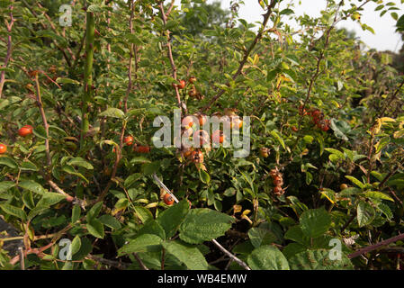 Cynorrhodons du chien rose dans une haie... Banque D'Images