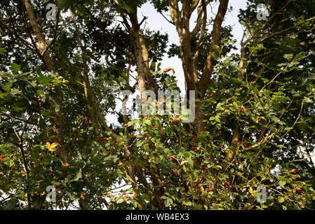 Cynorrhodons du chien rose dans une haie... Banque D'Images