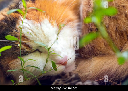 Le gingembre et le chat blanc dort sur le banc de la piscine. photo en gros plan. Chat tricolore se trouve sur un banc. Gingembre blanc brun chat couchages piscine chez les gre Banque D'Images