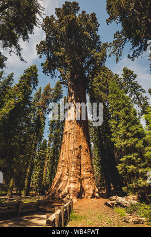 General Sherman tree à Sequoia Park California USA Banque D'Images