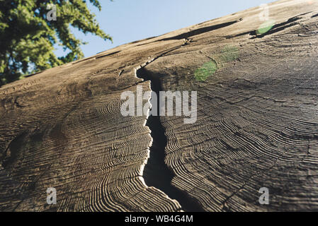 Près d'un tronc de séquoia géant coupées à Sequoia National Park, Californie, USA Banque D'Images