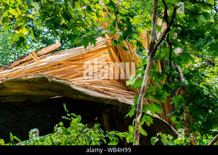 Grand arbre brisé après un ouragan. Désastre. De l'environnement. Banque D'Images