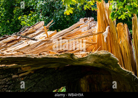 Grand arbre brisé après un ouragan. Désastre. De l'environnement. Banque D'Images