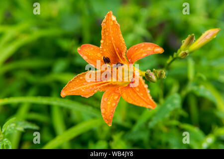 Journée orange-lilyflower dans la chute pendant la pluie sur un arrière-plan flou Banque D'Images