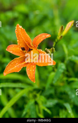 Journée orange-lilyflower dans la chute pendant la pluie sur un arrière-plan flou Banque D'Images