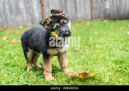 Chiot berger allemand avec des feuilles dans sa bouche la pratique de l'inclinaison de tête classique. Banque D'Images