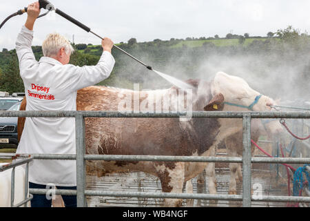 Ballygarvan, Cork, Irlande. Août 24, 2019. Jenny Cottor, Dripsey, laver son taureau Simmental avant showning Ballygarvan au salon de l'agriculture dans le comté de Cork. - Crédit ; Crédit : David Creedon/Alamy Live News Banque D'Images