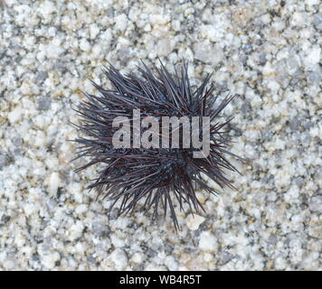 Echinothrix oursin diadema diadema, communément appelé ou de l'oursin oursin bleu-noir. Banque D'Images