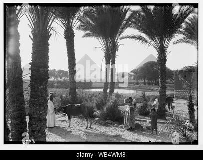 L'Égypte. Types d'agriculture. Champs de maïs & palmgrove (pyramides vu[thro ugh] palms) Abstract/medium : G. Eric et Edith Matson Photograph Collection Banque D'Images