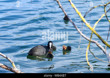 Canetons (foulque Fulica atra) au printemps Banque D'Images