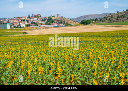 Champ de tournesols et aperçu du village. Riba de Saelices, province de Guadalajara, Castille La Manche, Espagne. Banque D'Images