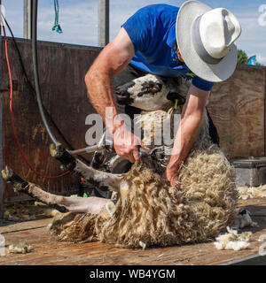 Août tonte de mouton par le haveuse de laine à Chipping, Lancashire.Août 2019.Le temps chaud pour les moutons de Leicester Cross comme John leur donne une coupe de cheveux de bienvenue. En coupant leur polaire pour leur donner un peu de libération de la chaleur.Une campagne du guitariste Jona Weinhofen a vu tenir un agneau apparemment sanglant qualifier l'industrie de la laine de « très cruelle » et affirme que les moutons sont shorn sans considération pour leur bien-être parce que les haveuses sont payées par le shorn de nombre. Banque D'Images