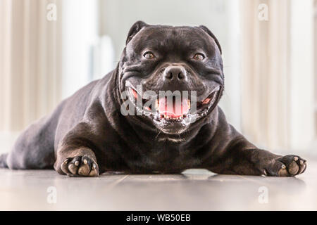Heureux, souriant Staffordshire Bull Terrier chien allongé sur un sol intérieur lambrissé de bois gris regardant la caméra. Ses pieds sont en face de lui et Banque D'Images