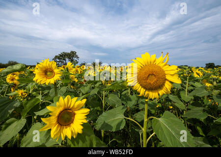 Les champs de tournesols Portglenone Irlande du Nord Banque D'Images