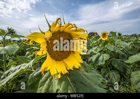 Les champs de tournesols Portglenone Irlande du Nord Banque D'Images