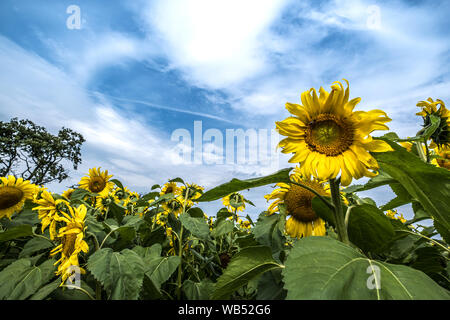 Les champs de tournesols Portglenone Irlande du Nord Banque D'Images